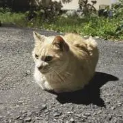 じぐまの画像
