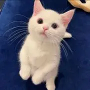 Nobitam