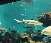 ぽん太ママの画像