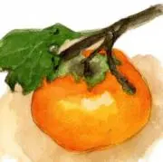 かきの画像