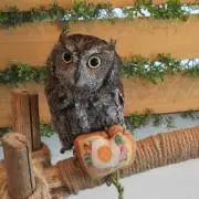 ふくろう＊