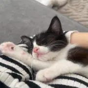 KNの画像