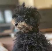 chiiの画像