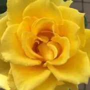 マリ♪の画像