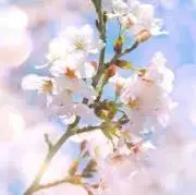 さくら