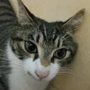 みわ