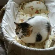 サリー