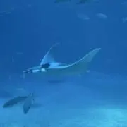なつめの画像