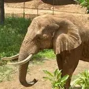 てんぴー