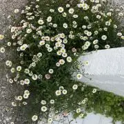 はちみつの画像