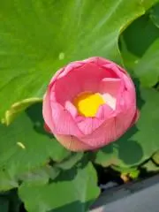 Puuの画像