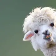 ともの画像