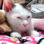 Haru