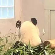 ハミ子の画像