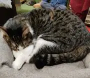 Kの画像