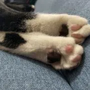 pinoko
