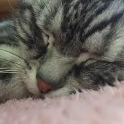 ミミの画像