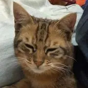 なの:プロフ確認お願いしますの画像