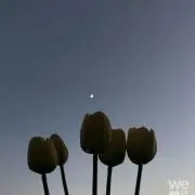 pocketの画像