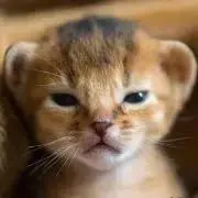 SYの画像