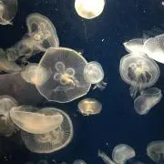 さき