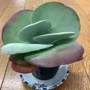 苗木屋さんの画像