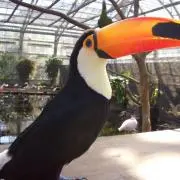 おかめインコの画像