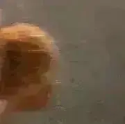 おにぎりの画像