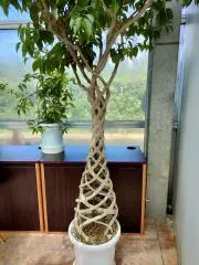 おにぎりの画像