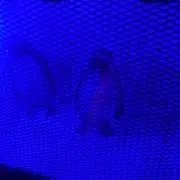 うみの画像