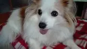 れもんの画像