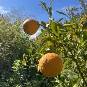 あかじゃば