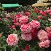 ドリームの画像