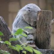 こあーらの画像