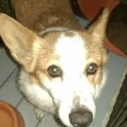 うり