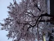 ぶるちゃ