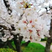 MYUの画像
