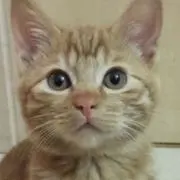 みゃ〜☆の画像