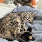 さとの画像