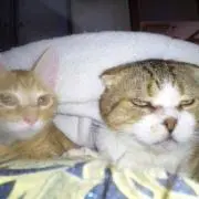 おはぎ