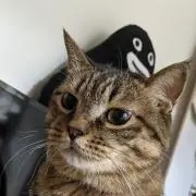 namekoの画像