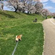 sakukohaの画像