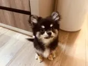きなこもちの画像