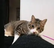 にゃんすけの画像