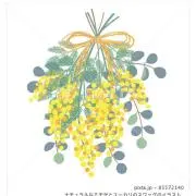 Mimosa⭐︎