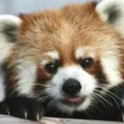 かっくん