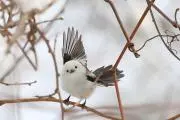 umeの画像