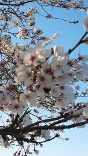 京の画像