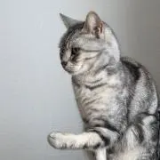 うちのニャンコの画像