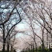 さくらの画像